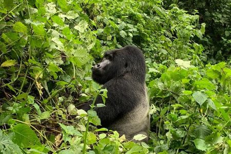 Gorilla trekking &wildlife adventure in Rwanda