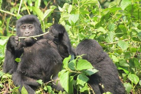 2 Day Gorilla Trekking Safari in Uganda via Kigali