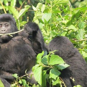 2 Day Gorilla Trekking Safari in Uganda via Kigali