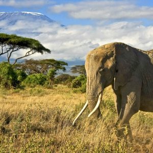 (ALL INTERNAL & LIMITED EXTERNAL RIGHTS) Elephant with Mt. Kilimanjaro at Amboseli National Park, Kenya. Photo Credit: © Danielle Mussman