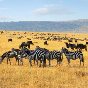 Experience-the-Wilds-of-Tanzania