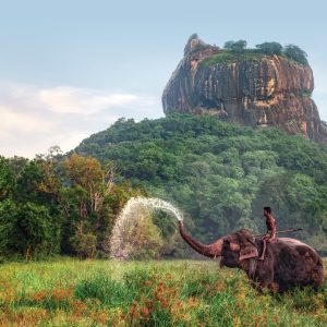 Sri-Lanka-Elephant-Field