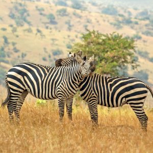 nws-st-rwanda-zebra