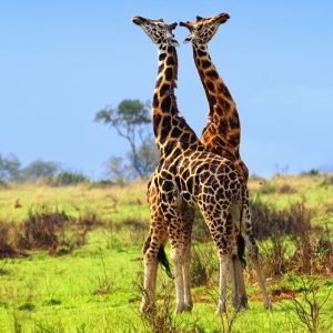nws-st-uganda-giraffes